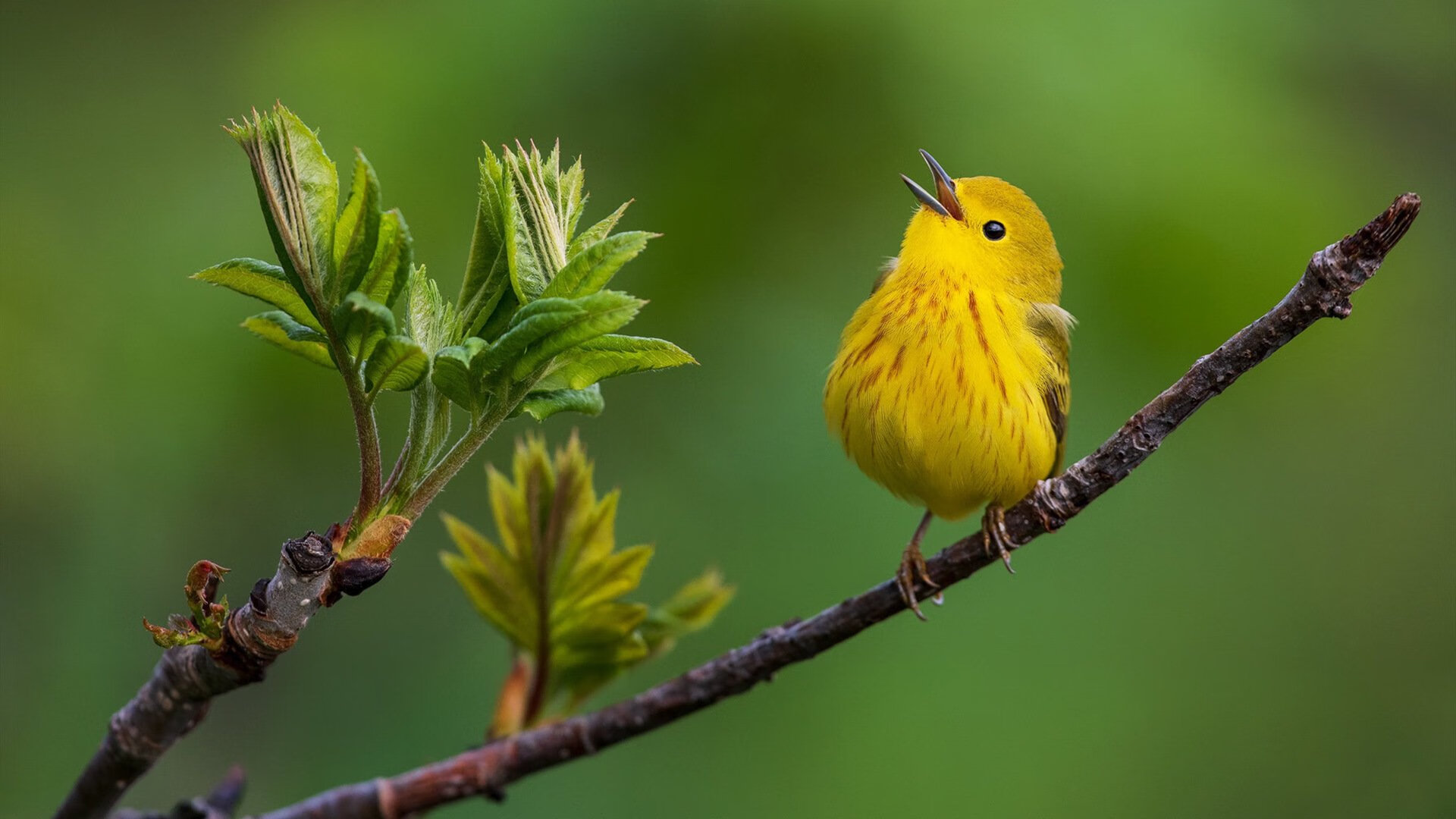 圣保罗后卫卢卡斯·贝拉尔多在南美杯中表现抢眼，吸引关注，贝拉卢卡斯是什么电影