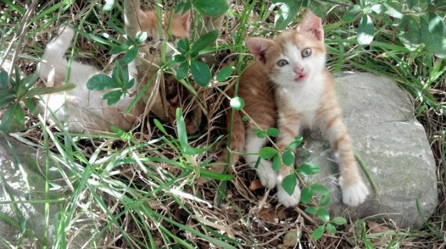 世界联动：NBA与全球篮球文化的交融，nba和篮球